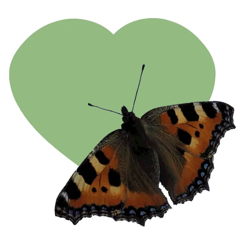 Schmetterling