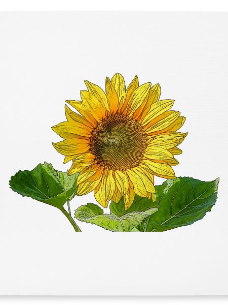 Sonnenblume