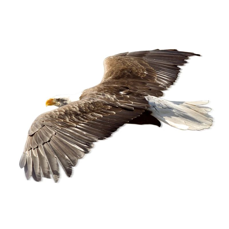 Adler
