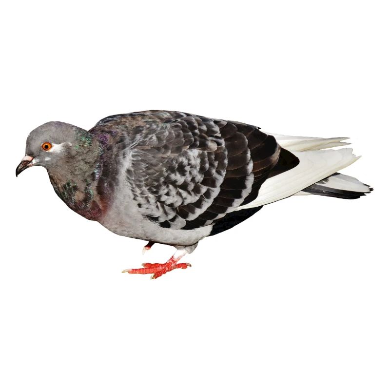 pigeon