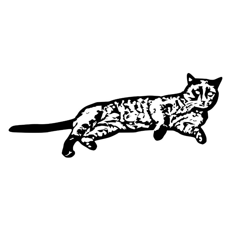 Chat chat noir chaton