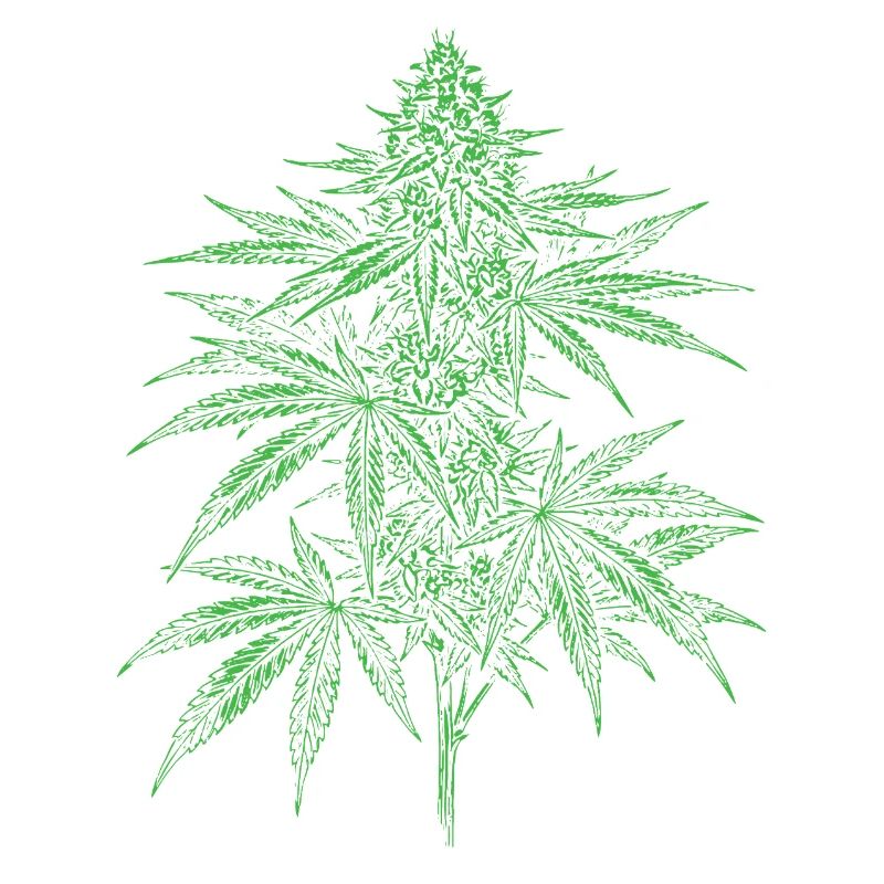 Grünes Cannabisblatt