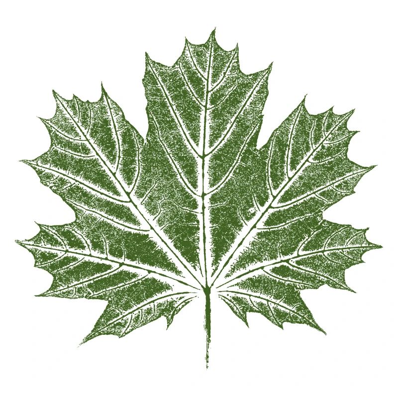 Maple Leaf / Leaf - BOTANICAL Maple