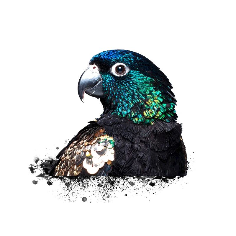Papagei,Pailletten,Glitzer,Vogel,schwarz