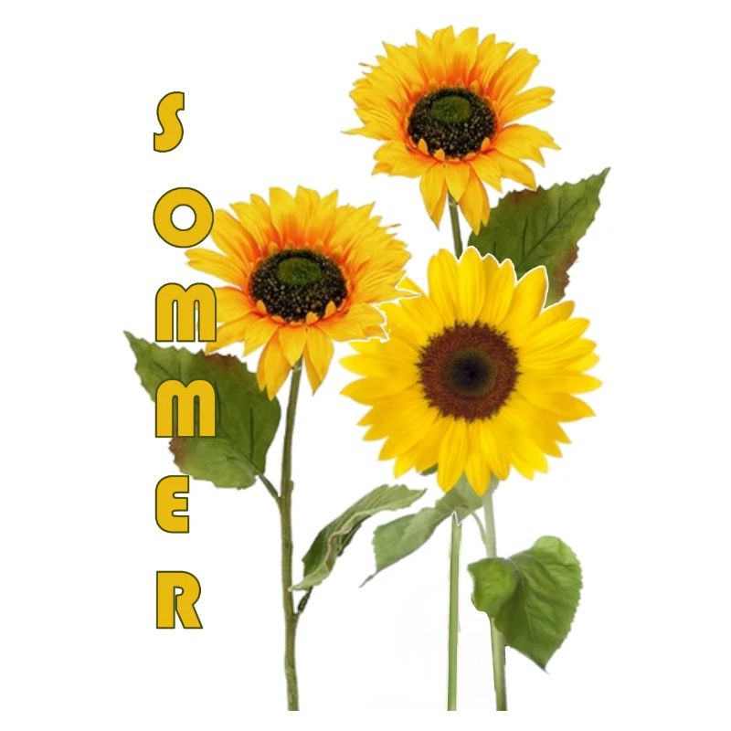 Sommer, Sonnenblumen