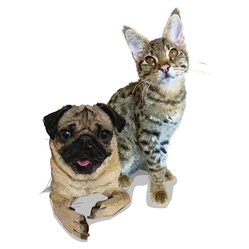 Mops und Katze