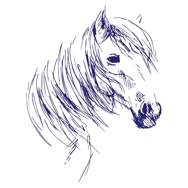Reiten Pferde Reitsport