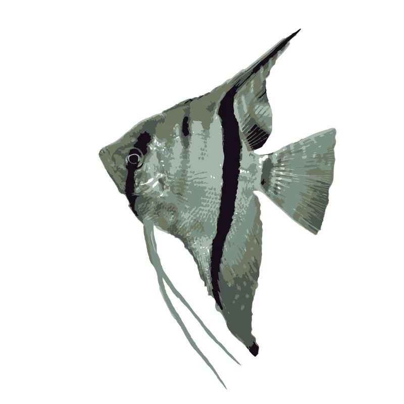 Skalar (Segelflosser)