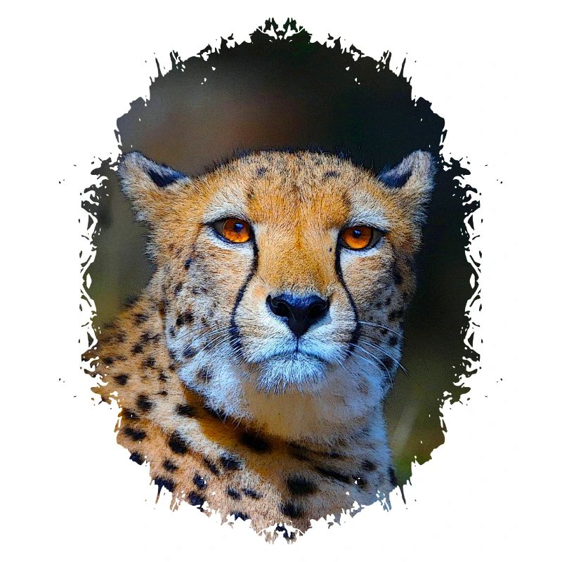 Gepard