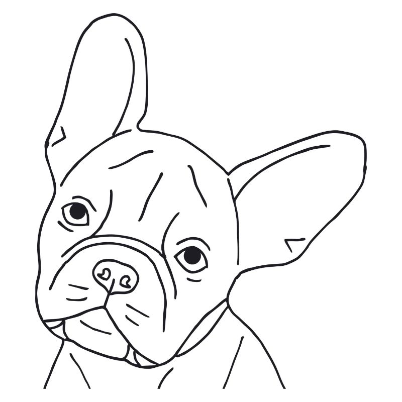 Französische Bulldogge