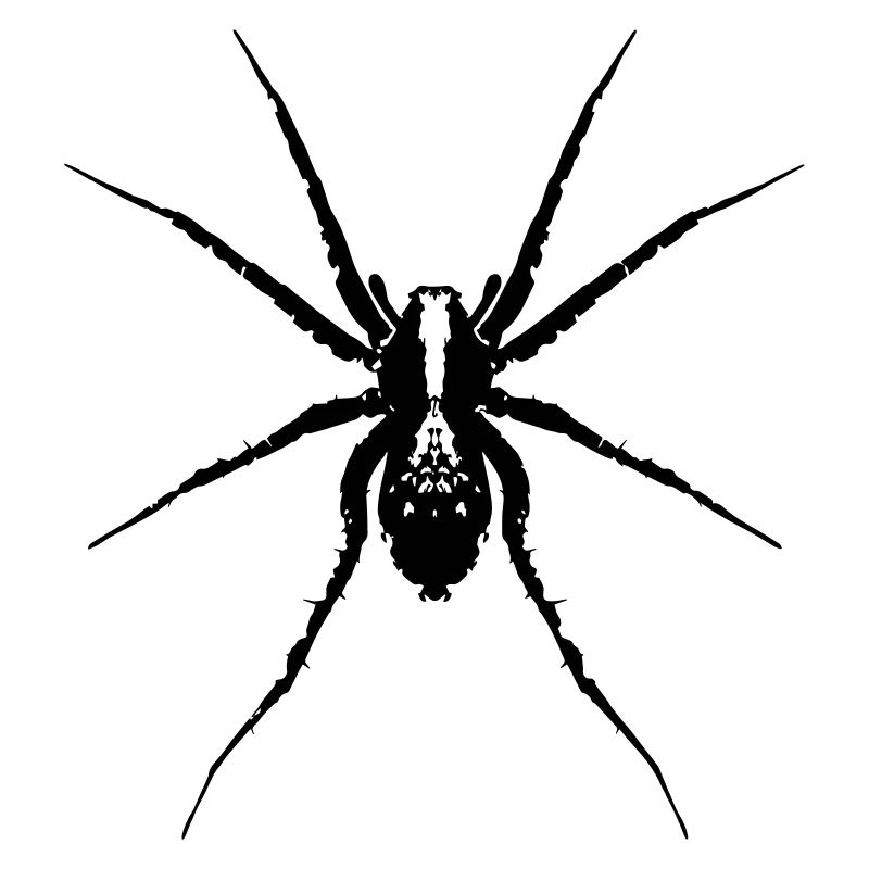 Spinne / Wolfsspinne