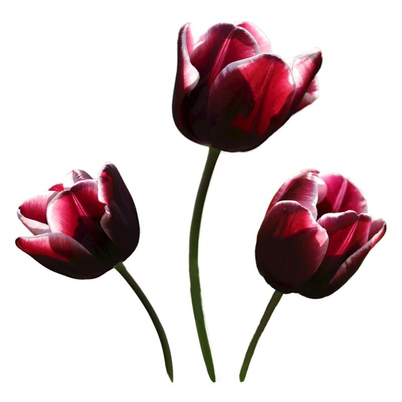 Tulpe weinrote Tulpen
