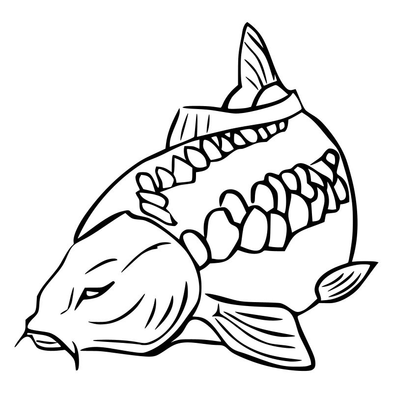 carp3