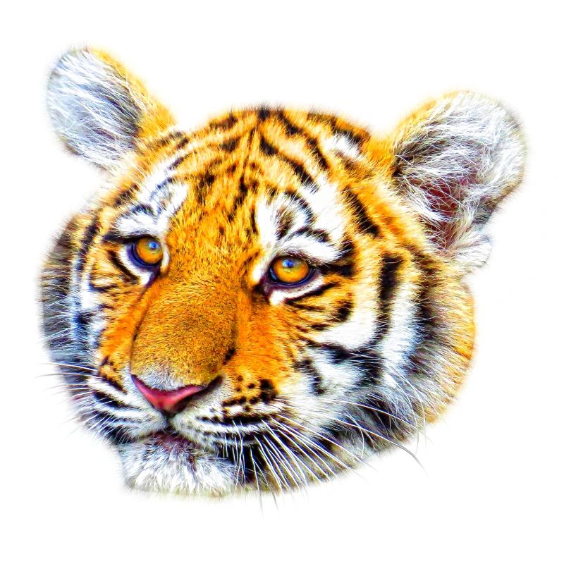 Tiger großkatze tier