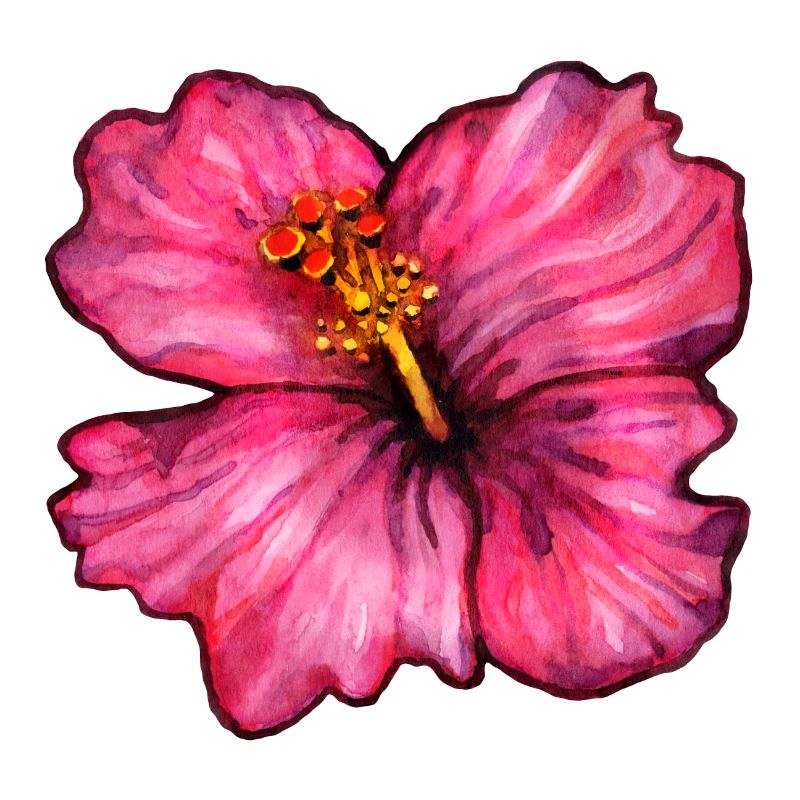 Hibiskus (Aquarell)
