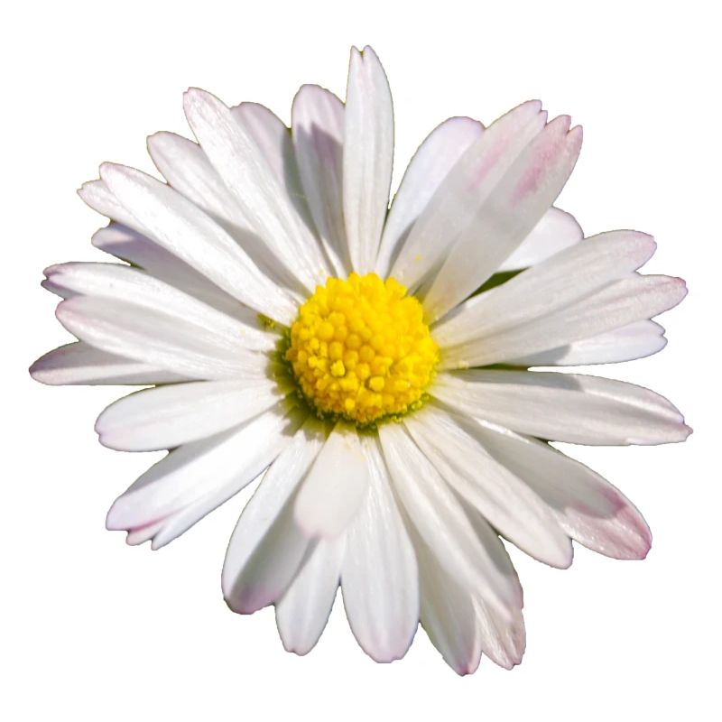 Daisy Flower