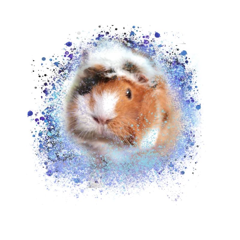 cochons d’Inde, graffitis, cochons d’Inde rosette