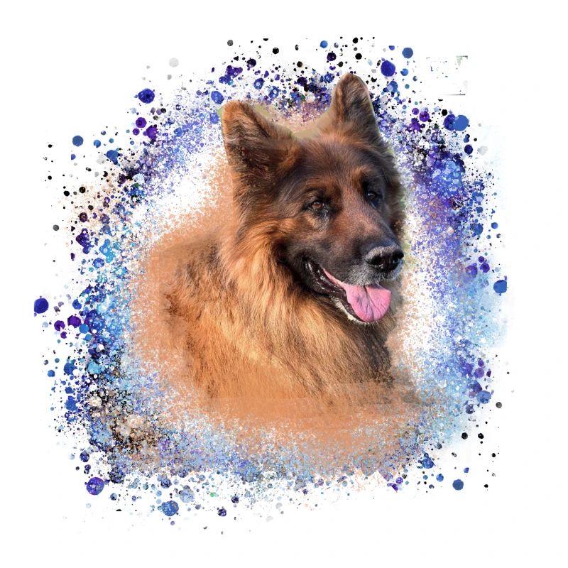 German Shepherd,Shepherd,Dog,Graffiti