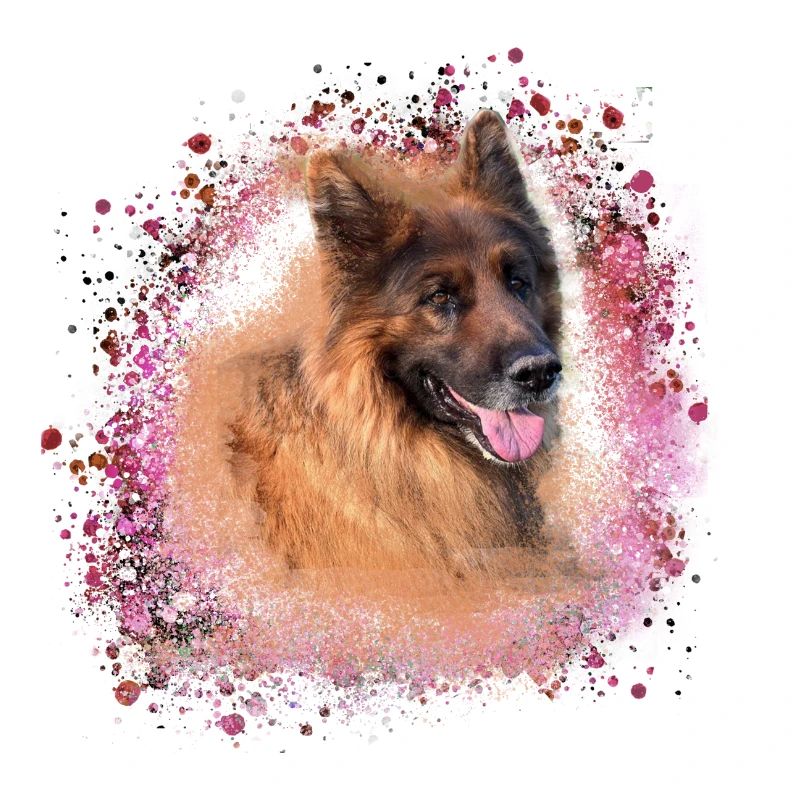 deutscher schäferhund,schäferhund,hund,graffiti