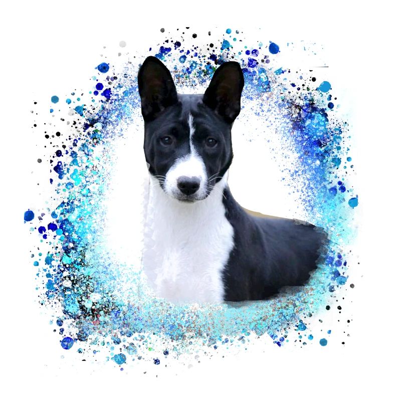 basenji,hund,graffiti,malerei