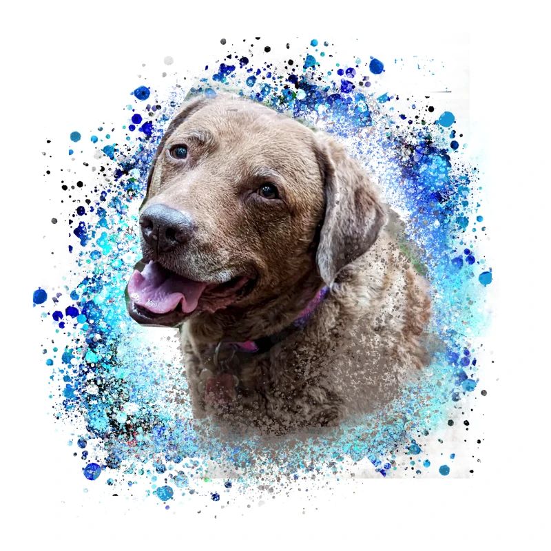 chesapeake bay retriever,retriver,hund,malerei