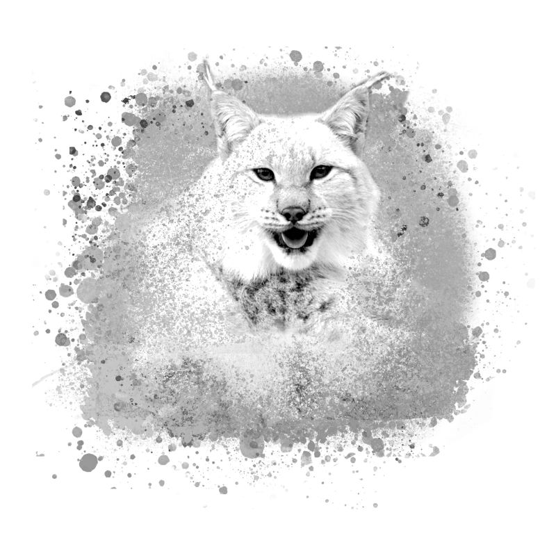 wildkatze,luchs,weiss,graffiti,malerei,katze