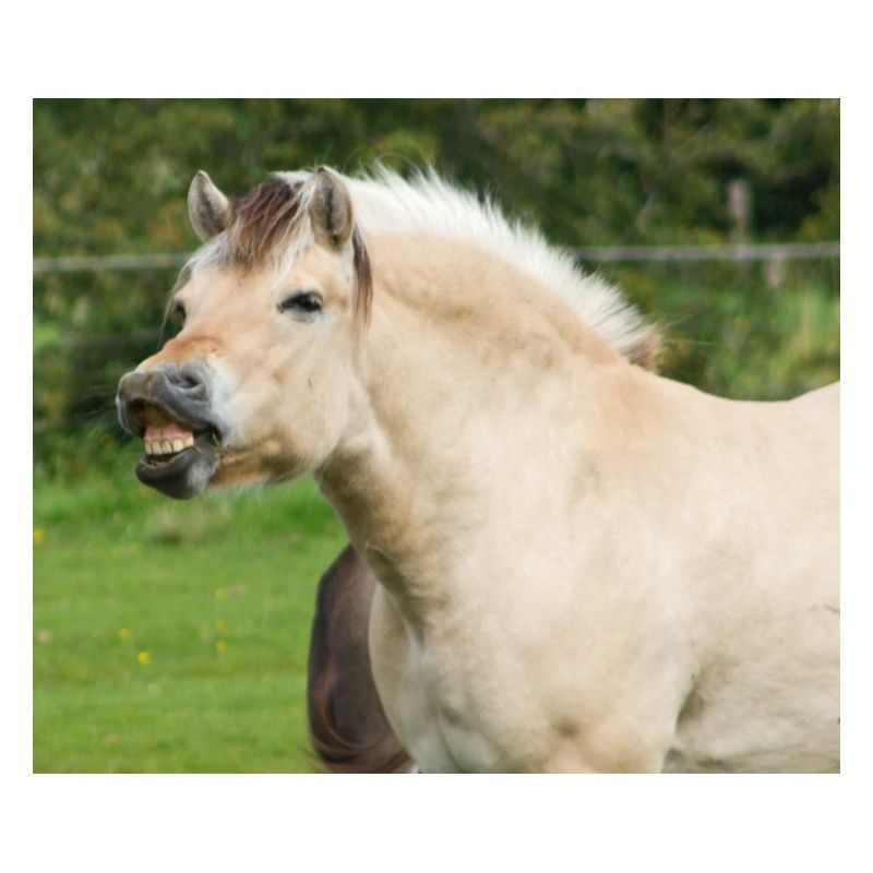 Horse. Pferd.
