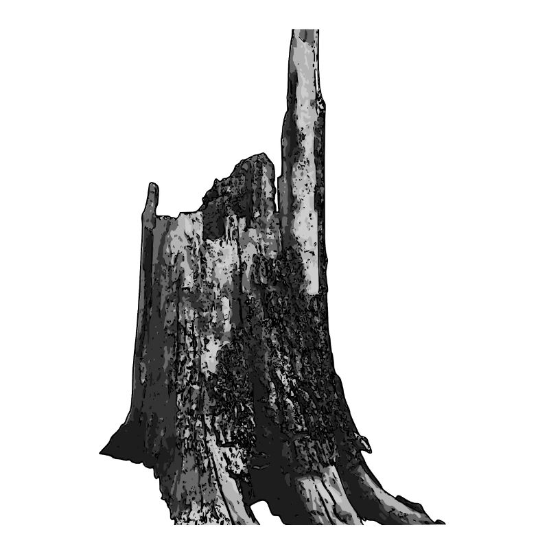 Baum