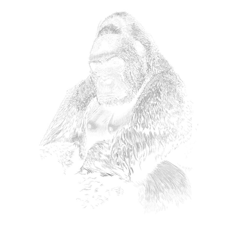 Gorilla