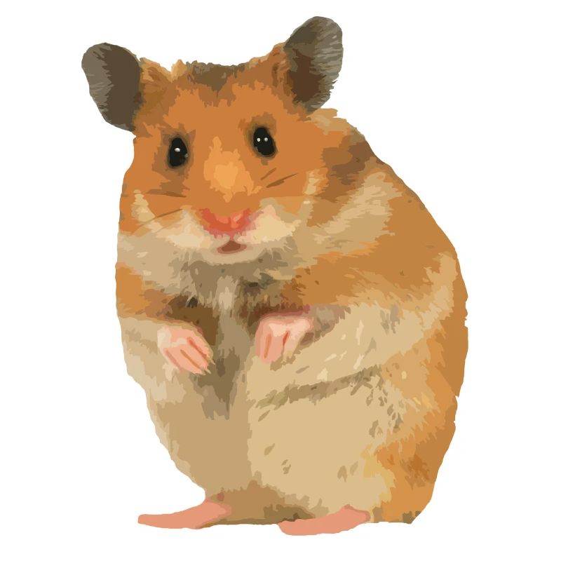 Hamster