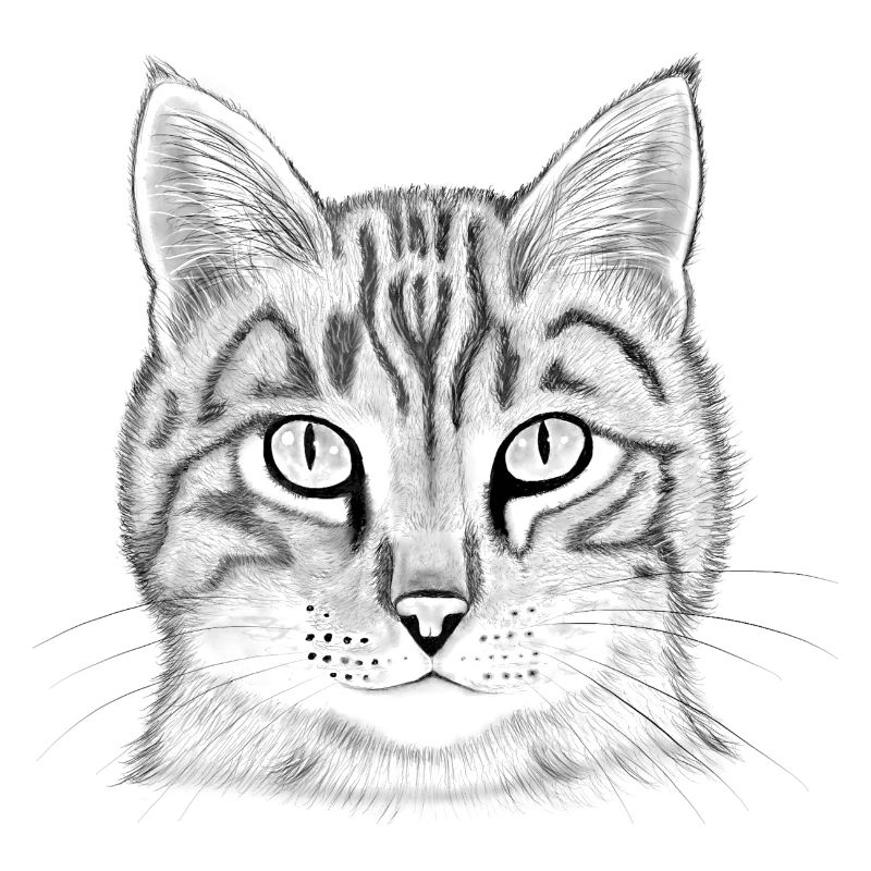 Cat's head drawn