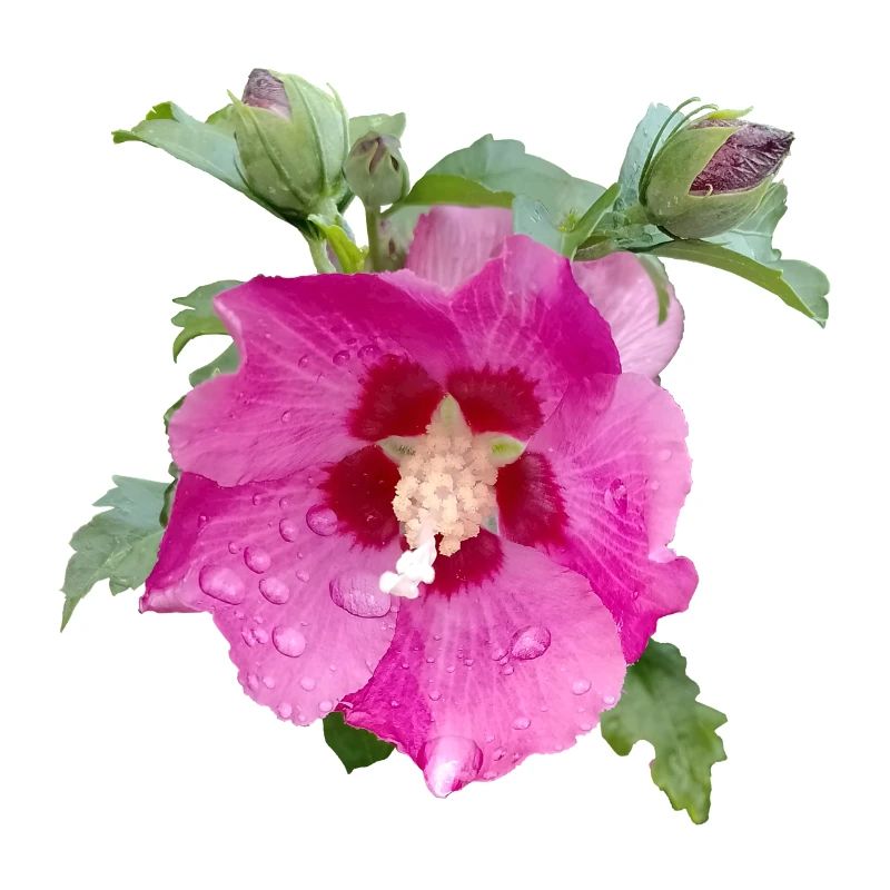ROSA HIBISKUS