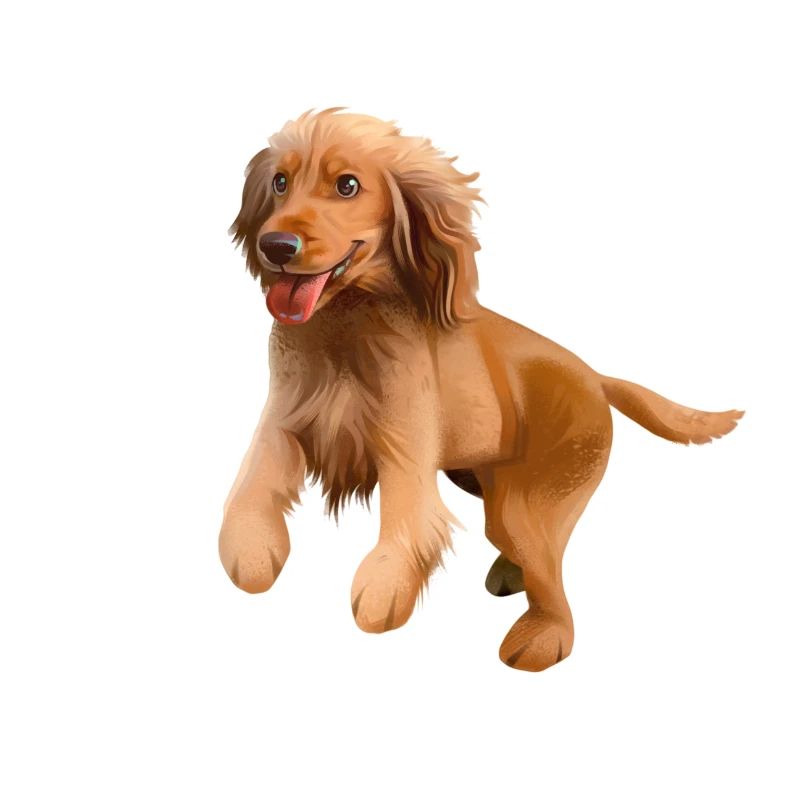 Cocker spaniel