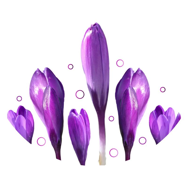 Crocus Printemps Printemps Début
