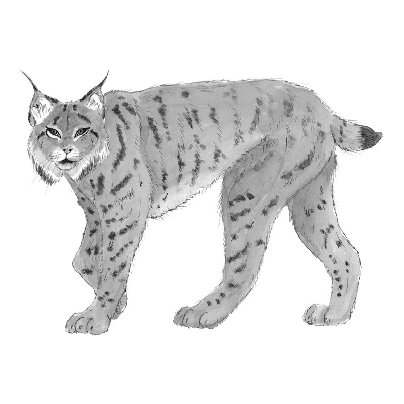 Lynxbw