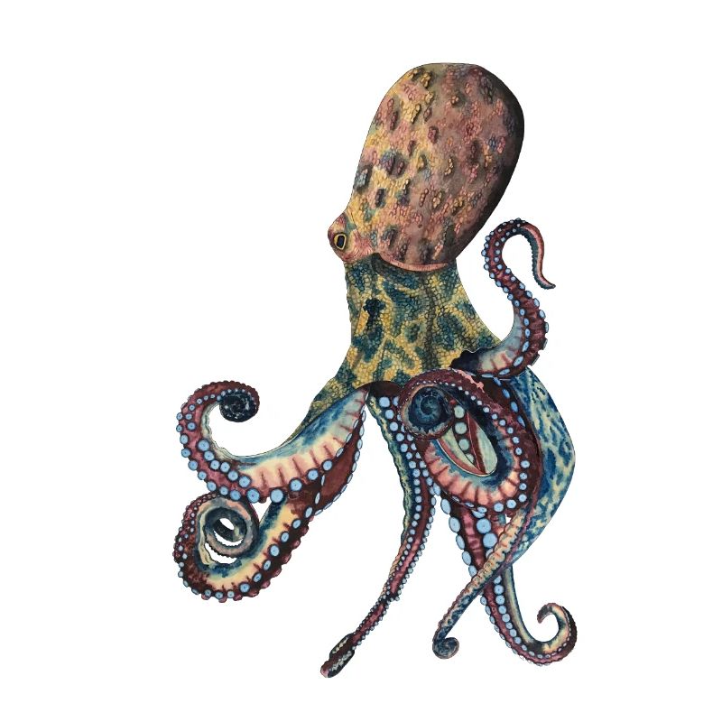 Octopus Squid