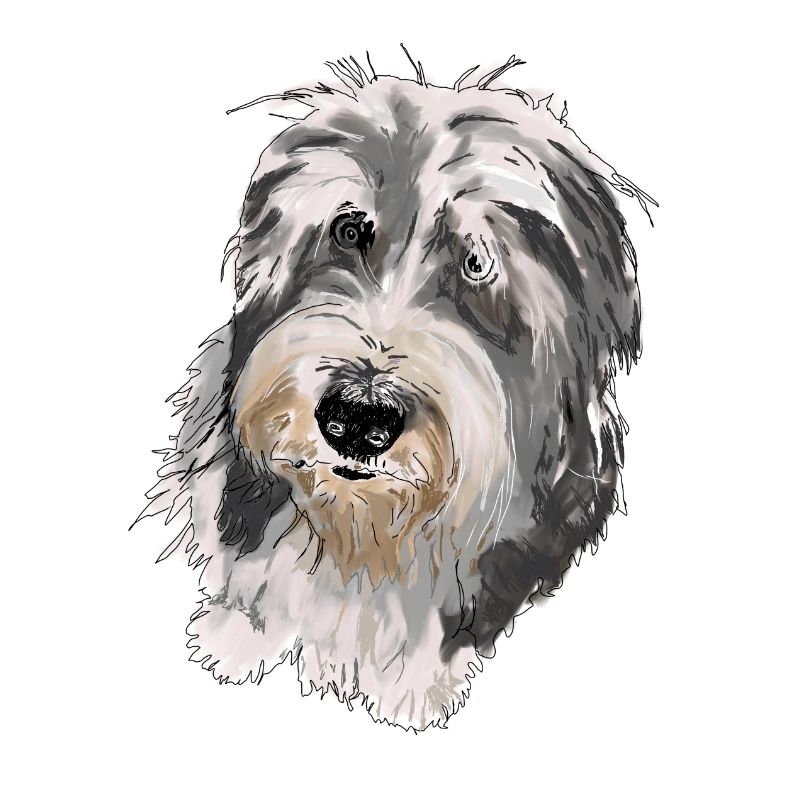 Bearded Collie