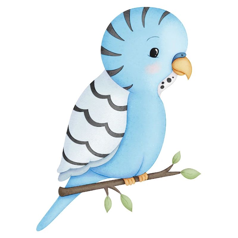 niedlicher Wellensittich Vogel