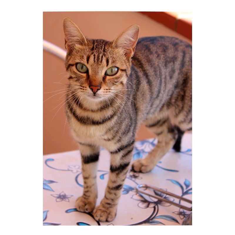 Katze, Kätzchen