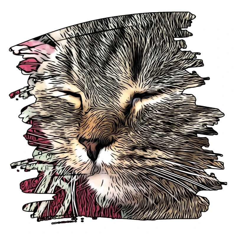 Katzengesicht 6