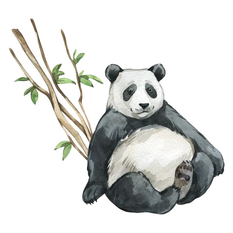 Panda Eukalyptus