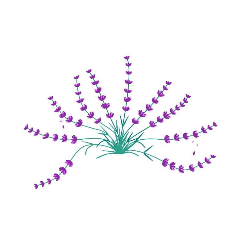 Lavendel