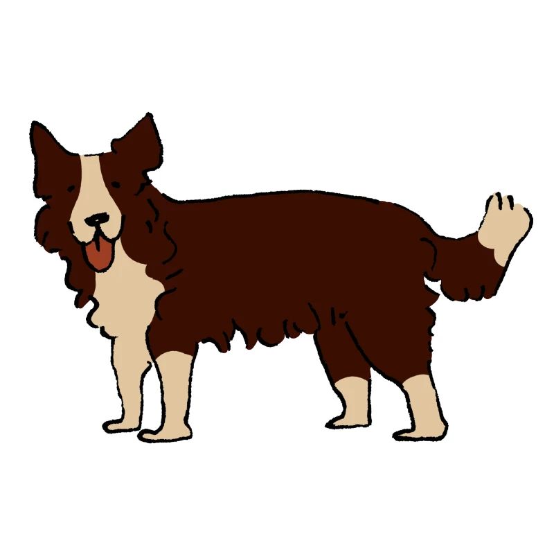 Border Collie