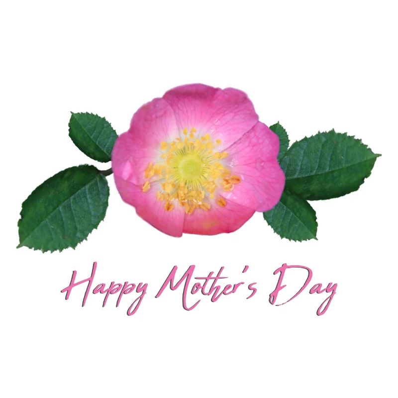 mothers day rose
