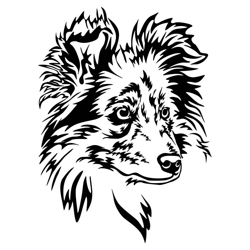 Sheltie Kopf