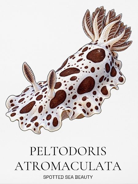 Peltodoris atromaculata, Fleckenmeer-Schönheit