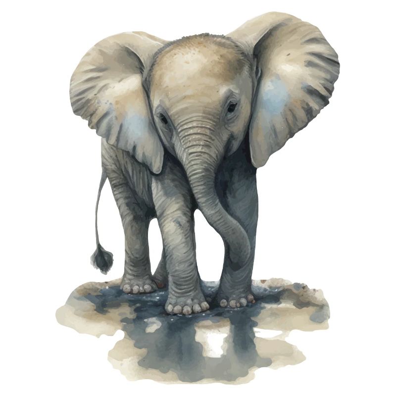 Bébé éléphant