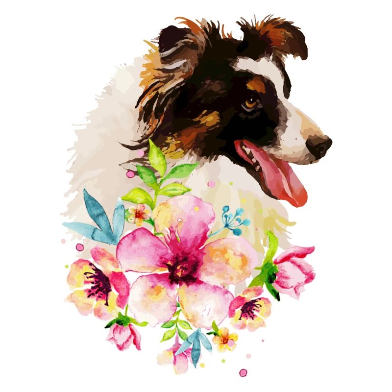 Aquarell Collie Hund