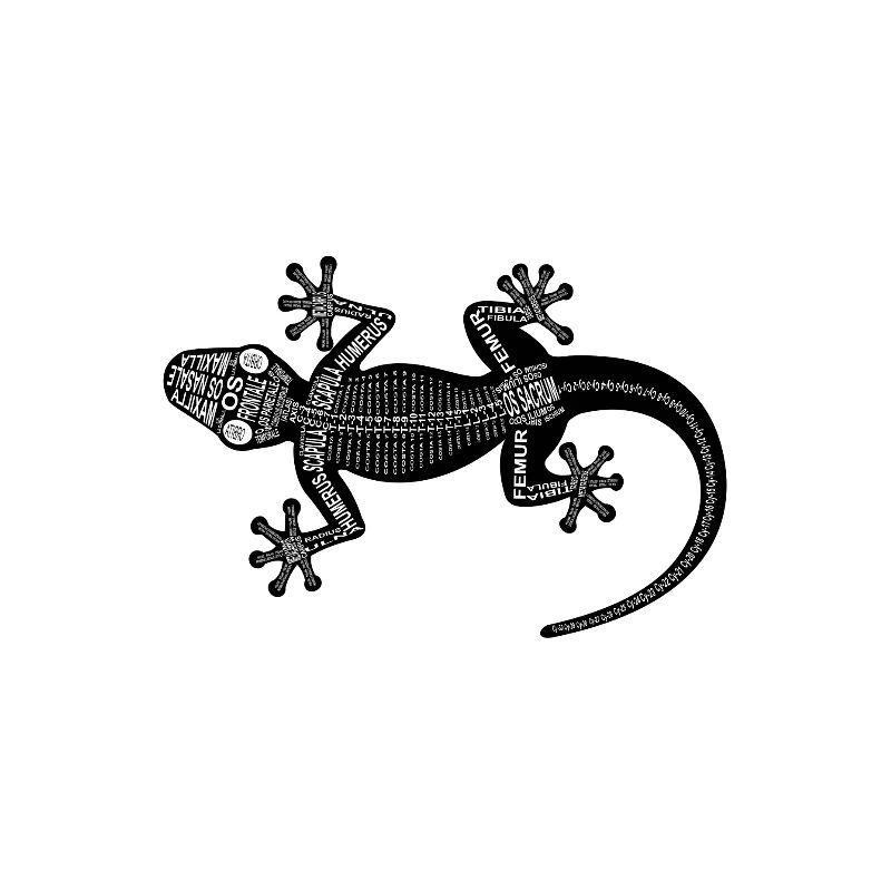 Gecko-Skelett