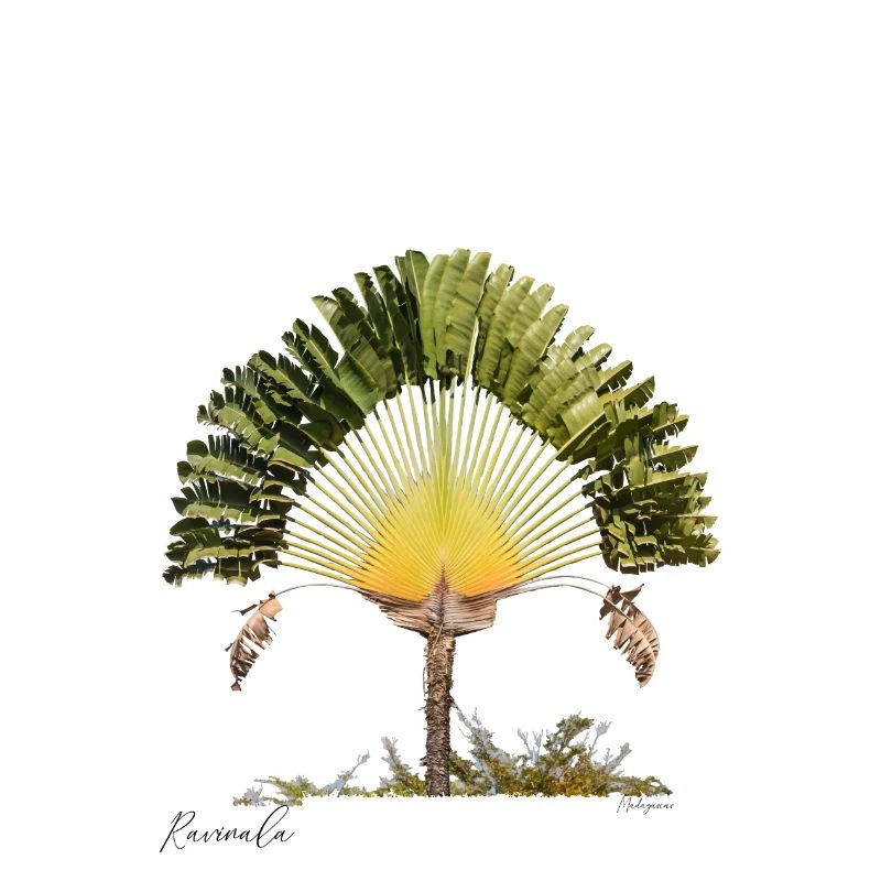 Ravinala Madagaskar